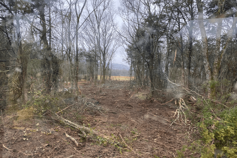 Land Clearing 1