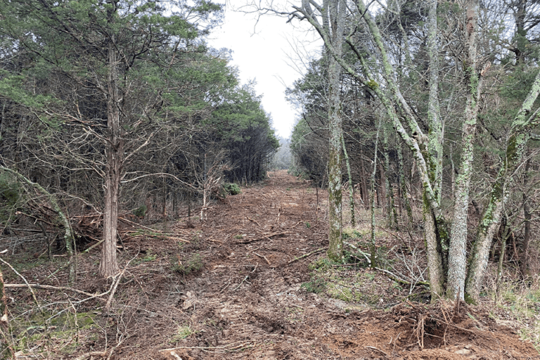 Land Clearing Before